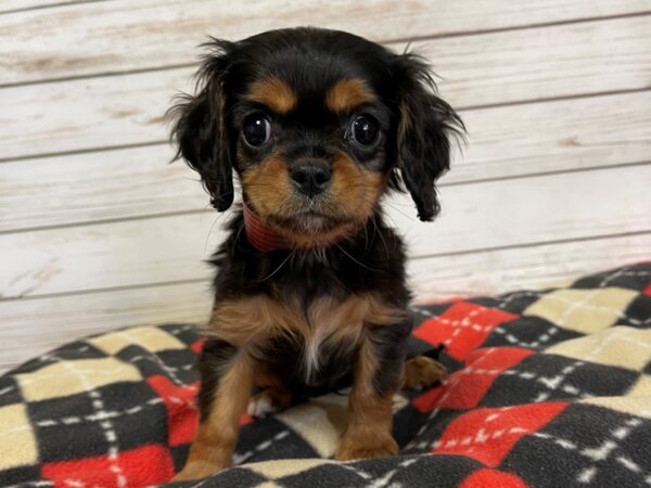 Cavalier King Charles Spaniel DOG Female Black / Tan 20706 Petland Batavia, Illinois