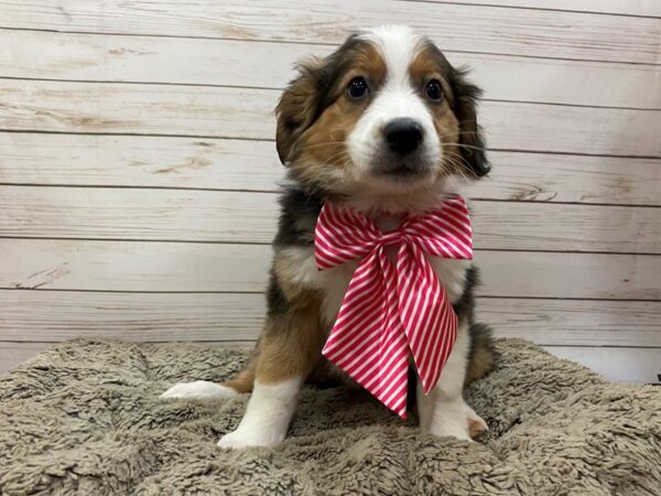 English Shepherd DOG Female 12541 Petland Batavia, Illinois