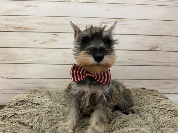 Miniature Schnauzer DOG Male Salt / Pepper 12549 Petland Batavia, Illinois