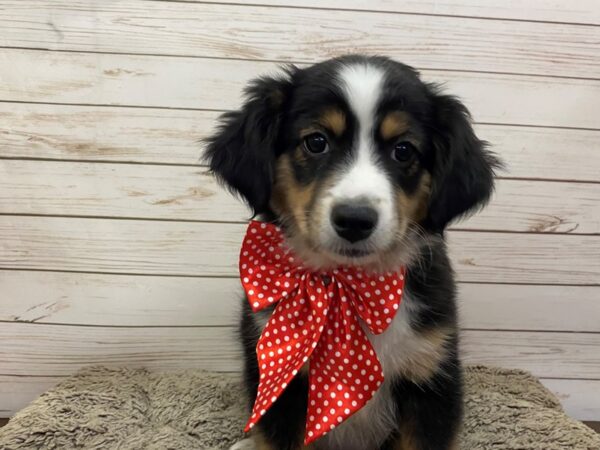 Miniature Australian Shepherd DOG Female Black 12556 Petland Batavia, Illinois