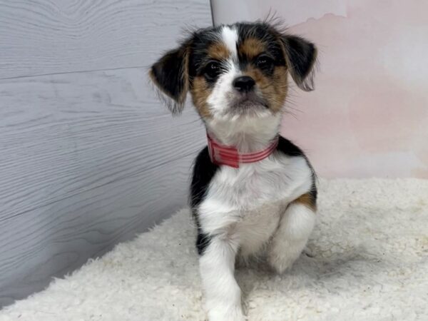 Chihuahua/Shih Tzu-DOG-Male-Black White / Gold-20444-Petland Batavia, Illinois