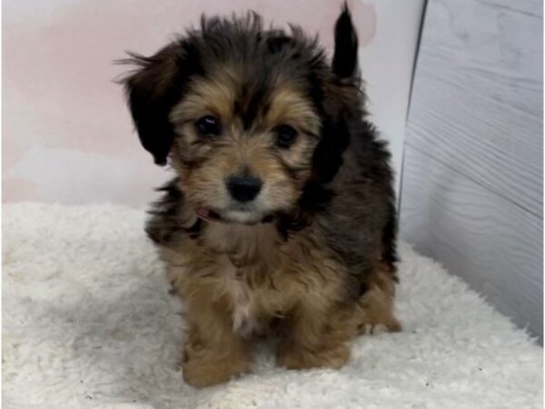 Dachshund/Bichon DOG Male Chocolate / Cream 20443 Petland Batavia, Illinois