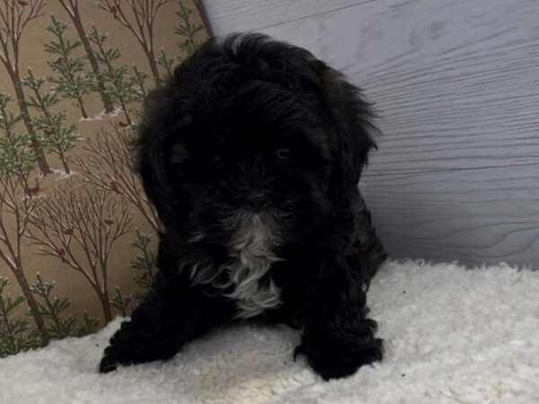 Shih Poo DOG Female Black , White Markings 20359 Petland Batavia, Illinois