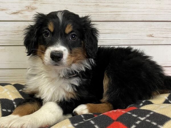 English Shepherd DOG Male Black Tri 20699 Petland Batavia, Illinois