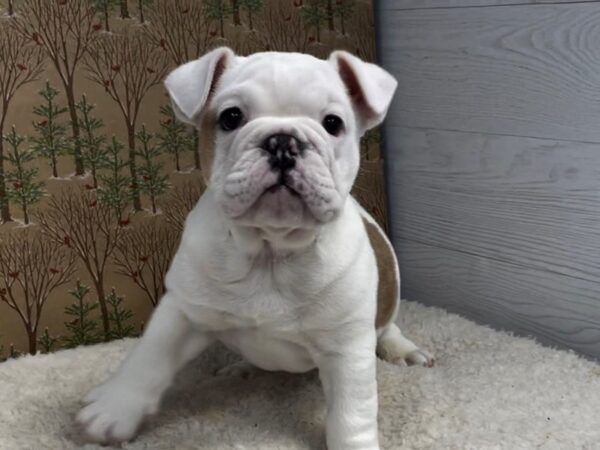 English Bulldog DOG Male Fawn Merle 20354 Petland Batavia, Illinois