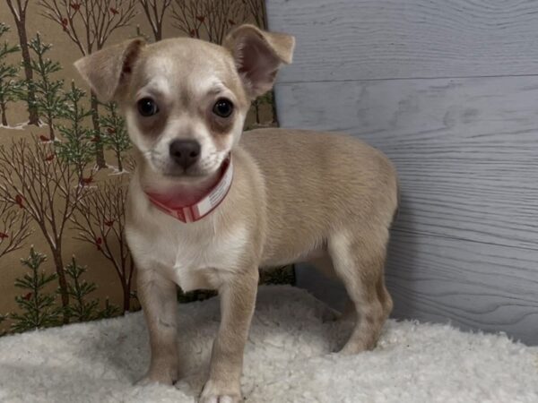 Chihuahua-DOG-Female--20375-Petland Batavia, Illinois