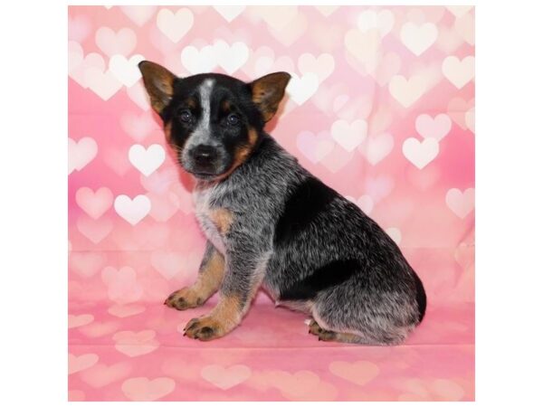 Heeler-DOG-Female-Blue Merle-20465-Petland Batavia, Illinois