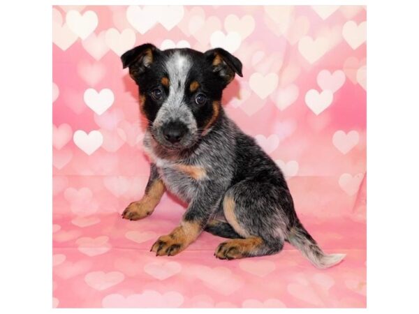Heeler-DOG-Female-Blue Merle-20718-Petland Batavia, Illinois