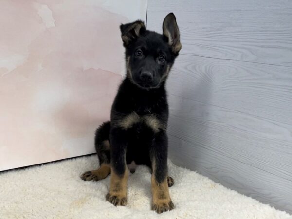 German Shepherd DOG Male Black and Tan 12567 Petland Batavia, Illinois