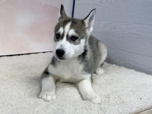 Siberian Husky DOG Female Black and White 20721 Petland Batavia, Illinois