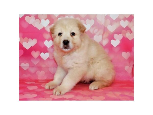 Great Pyrenees/Anatolian Shepherd-DOG-Male-White-20464-Petland Batavia, Illinois