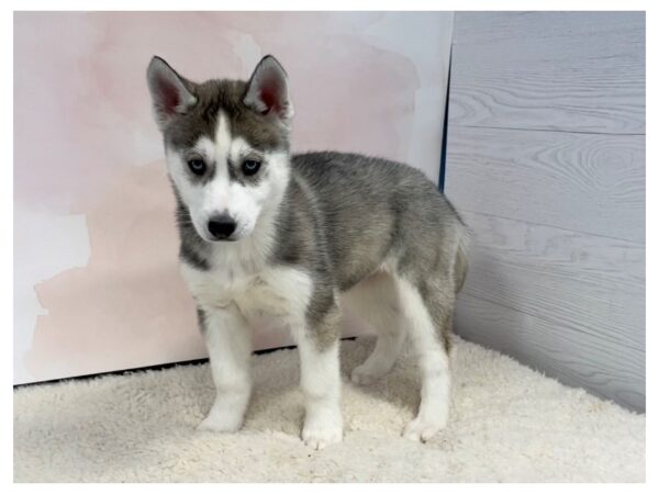 Siberian Husky DOG Female Black and White 20720 Petland Batavia, Illinois