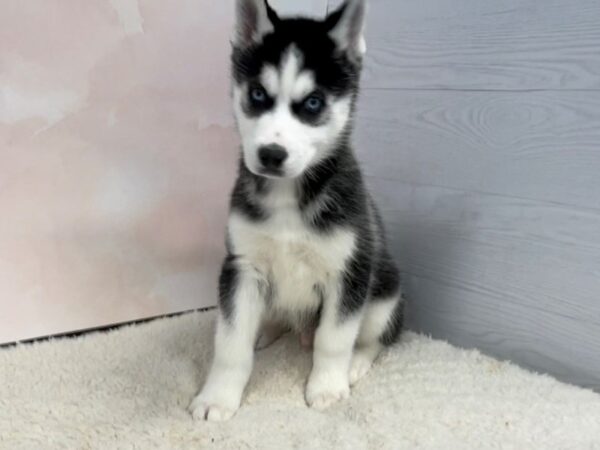 Siberian Husky DOG Male Black and White 20458 Petland Batavia, Illinois