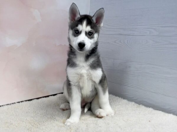 Siberian Husky-DOG-Male-Black and White-20459-Petland Batavia, Illinois