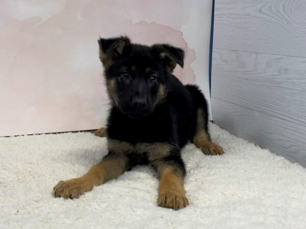 German Shepherd DOG Female Black and Tan 20735 Petland Batavia, Illinois