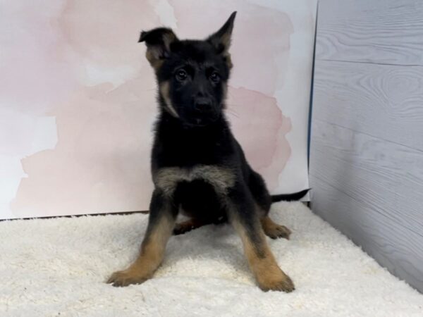 German Shepherd DOG Male Black and Tan 20736 Petland Batavia, Illinois