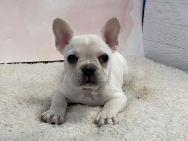 French Bulldog DOG Female Cream 12568 Petland Batavia, Illinois