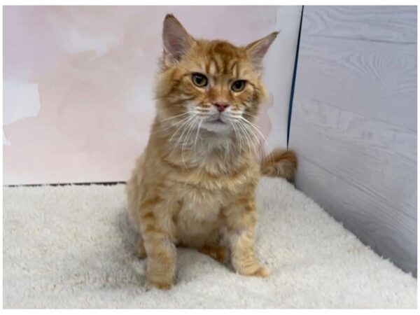 Adopt A Pet-CAT-Male-Red Mackeral Tabby-20427-Petland Batavia, Illinois