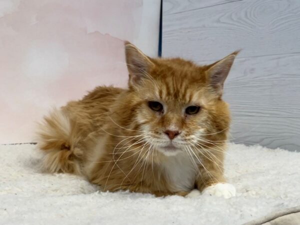 Adopt A Pet-CAT-Male-Brown Tabby-20426-Petland Batavia, Illinois