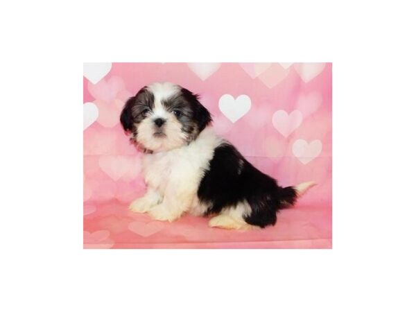 Shih Tzu DOG Male Black / White 20463 Petland Batavia, Illinois