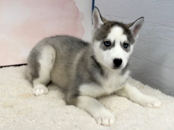 Siberian Husky DOG Female Black and White 20460 Petland Batavia, Illinois