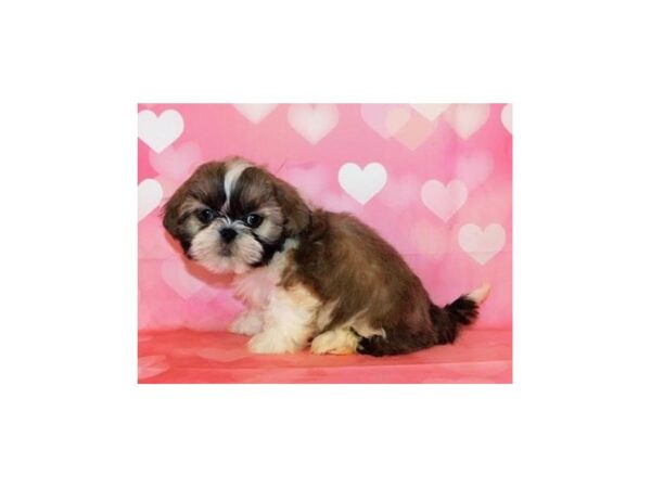 Shih Tzu DOG Male Liver / White 20716 Petland Batavia, Illinois
