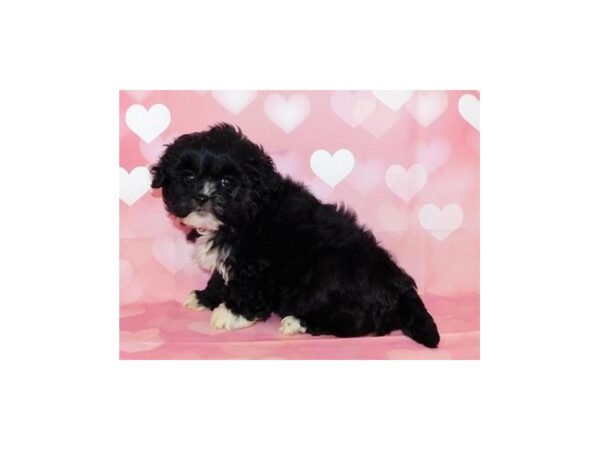 Shih Poo DOG Female Black 20719 Petland Batavia, Illinois