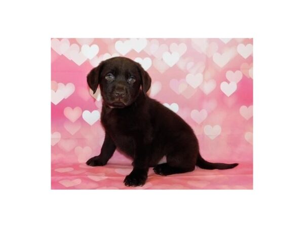 Labrador Retriever-DOG-Female-Chocolate-20715-Petland Batavia, Illinois