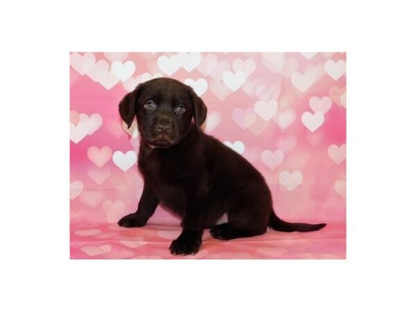 Labrador Retriever DOG Female Chocolate 20715 Petland Batavia, Illinois