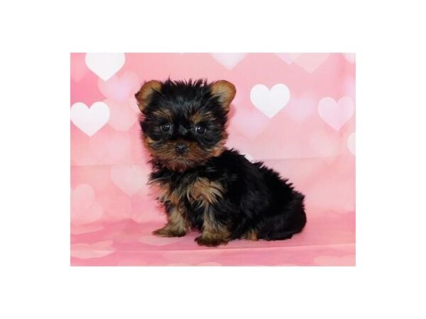 Yorkshire Terrier DOG Female Black / Tan 20717 Petland Batavia, Illinois