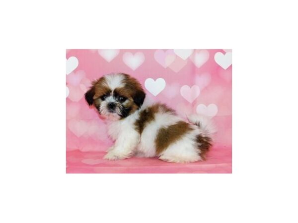Shih Tzu DOG Male Gold / White 12559 Petland Batavia, Illinois