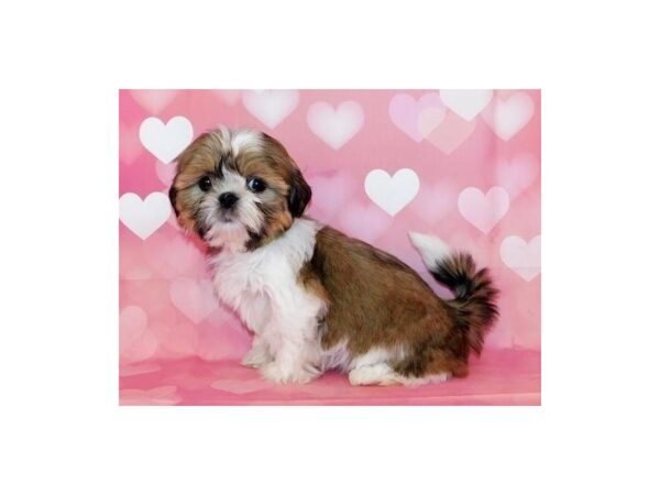 Shih Tzu DOG Female Gold / White 12558 Petland Batavia, Illinois