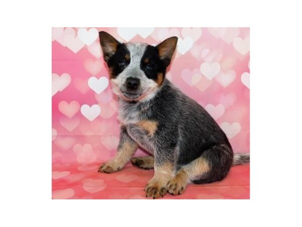 Heeler-DOG-Female-Blue Merle-12560-Petland Batavia, Illinois