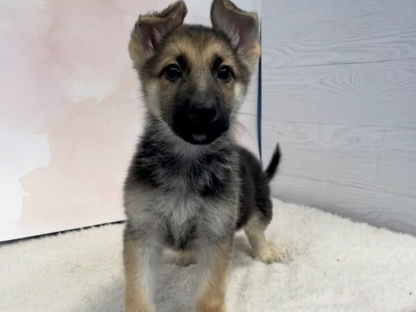 German Shepherd DOG Female Black and Tan 12566 Petland Batavia, Illinois