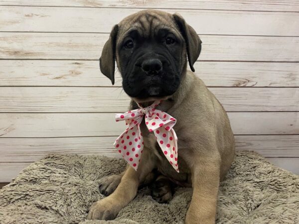 Bullmastiff DOG Female Fawn 12564 Petland Batavia, Illinois