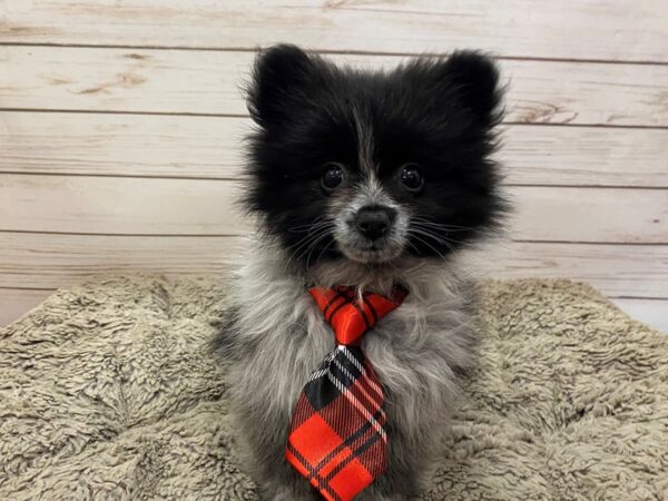 Pomeranian-DOG-Male-Black-12563-Petland Batavia, Illinois