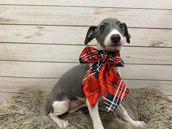 Italian Greyhound DOG Female Blue 12565 Petland Batavia, Illinois