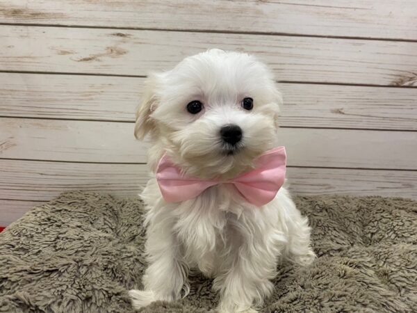 Maltese DOG Female White 12562 Petland Batavia, Illinois