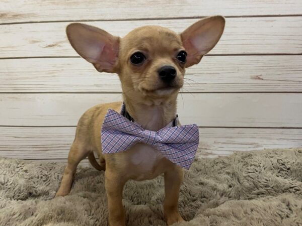 Chihuahua DOG Female Fawn, Brindle Markings 12486 Petland Batavia, Illinois