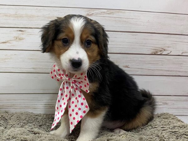 English Shepherd DOG Female 12542 Petland Batavia, Illinois