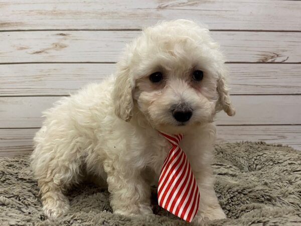 Miniature Poodle DOG Male Cream 12552 Petland Batavia, Illinois