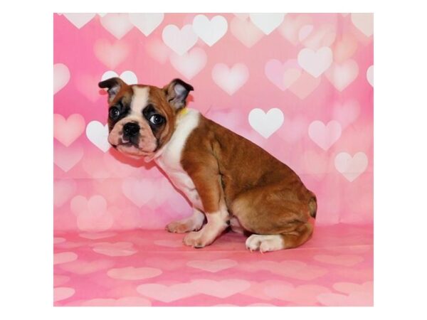 Boston Terrier DOG Female Fawn / White 12569 Petland Batavia, Illinois