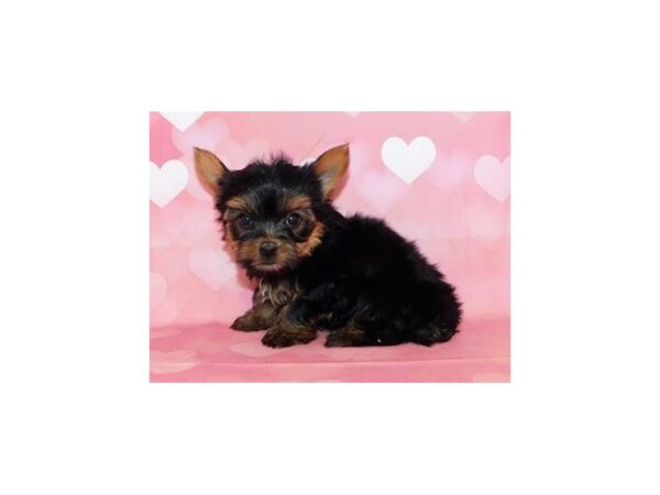 Yorkshire Terrier DOG Male Black / Tan 20469 Petland Batavia, Illinois