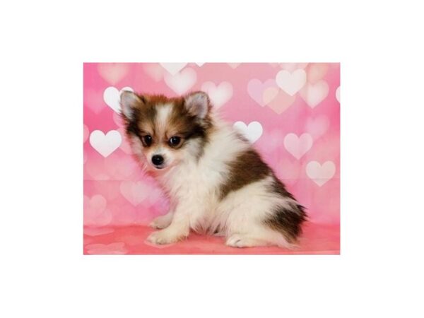 Pomeranian DOG Female Orange Sable 20467 Petland Batavia, Illinois