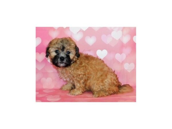 Teddy Bear DOG Male Gold 20470 Petland Batavia, Illinois