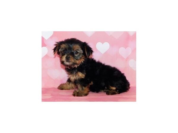 Yorkshire Terrier DOG Male Black / Tan 20725 Petland Batavia, Illinois