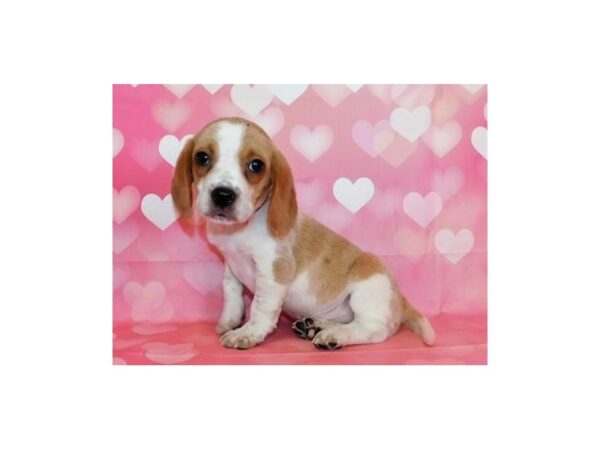 Beagle DOG Male Lemon / White 20722 Petland Batavia, Illinois