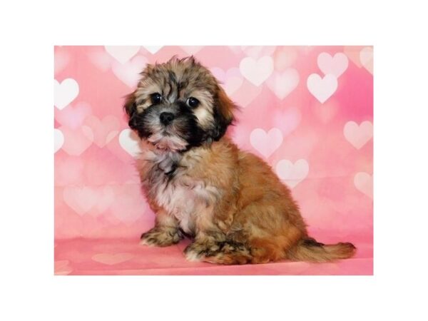 Teddy Bear DOG Female Gold 20726 Petland Batavia, Illinois