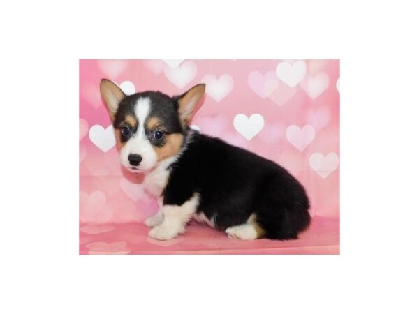 Pembroke Welsh Corgi DOG Male Black White / Tan 20724 Petland Batavia, Illinois