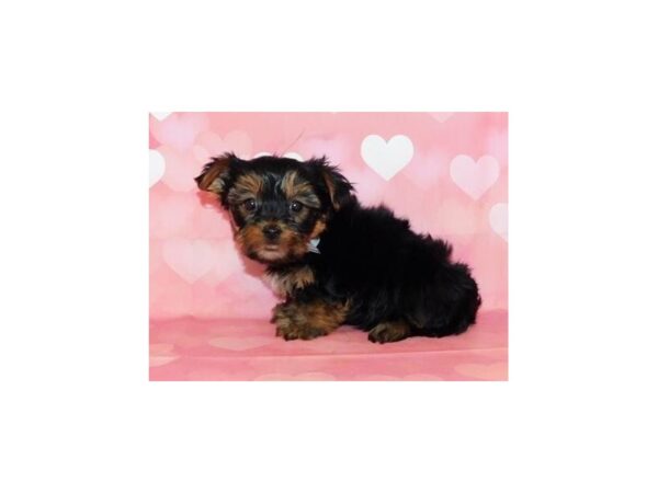 Yorkshire Terrier DOG Male Black / Tan 12571 Petland Batavia, Illinois